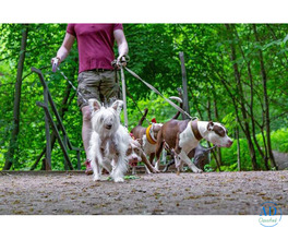 Dog Walking Services in Bangalore