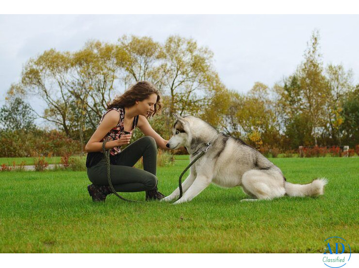 Dog Trainer in Bangalore