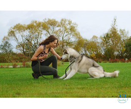 Dog Trainer in Bangalore