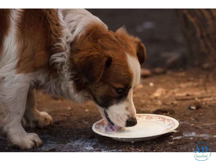 Is Raw Goat Milk Good for Dogs?