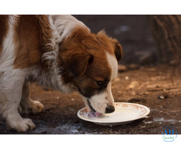 Is Raw Goat Milk Good for Dogs?