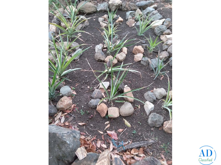 Massive Mountain Estate for sale. Salitral Santa Ana Costa Rica.