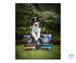 Online Best Dog Food for Dogs