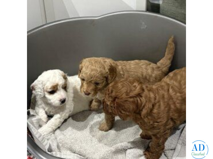 cavapoo puppies for sale