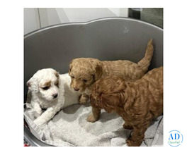 cavapoo puppies for sale