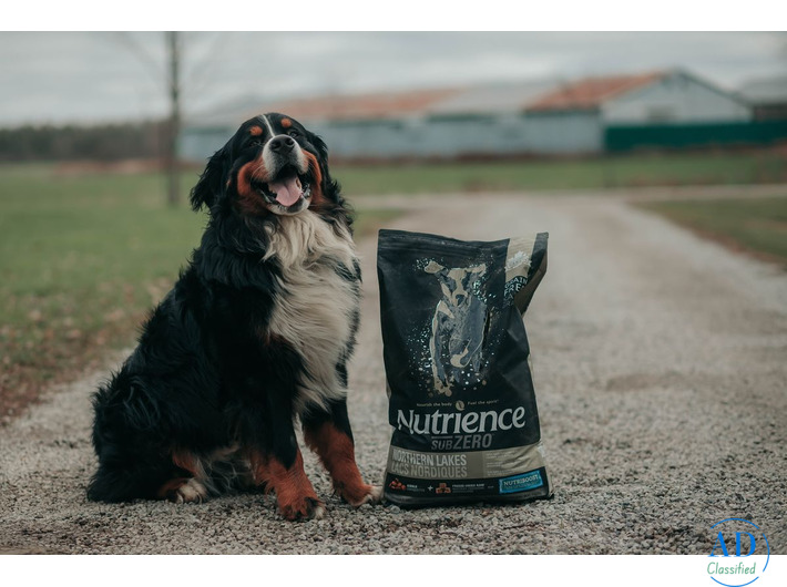 Golden Retriever Dog Food for Large Breeds