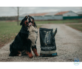 Golden Retriever Dog Food for Large Breeds