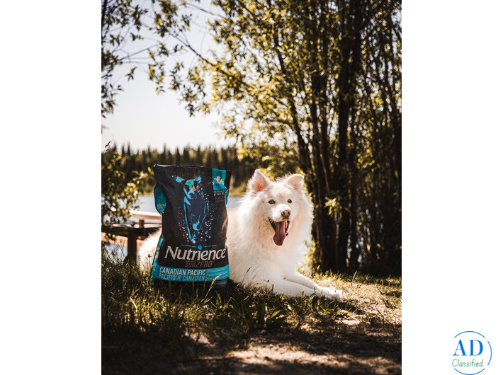 Golden Retriever Dog Food for Large Breeds