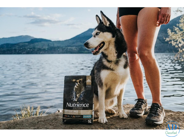 Golden Retriever Dog Food for Large Breeds