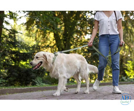 Dog Walking Services in Bhubaneswar