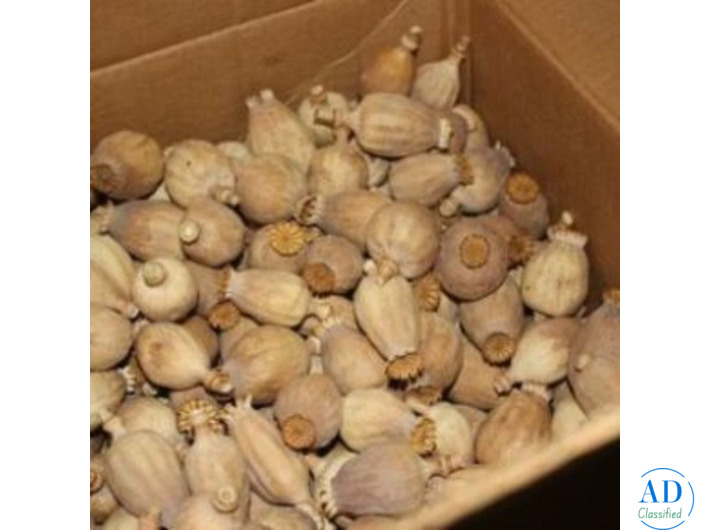 Buy Blue Poppy Seeds,Buy Austrian poppy pods UK, buy dried poppy pods,Wholesale Dried Flowers