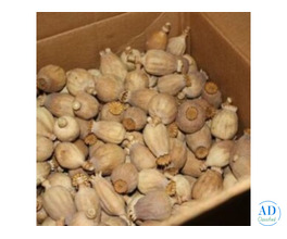 Buy Blue Poppy Seeds,Buy Austrian poppy pods UK, buy dried poppy pods,Wholesale Dried Flowers