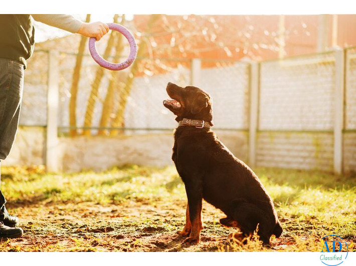 Dog Training Service in Delhi