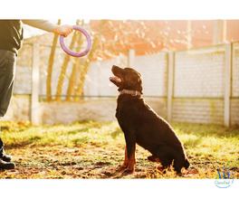 Dog Training Service in Delhi