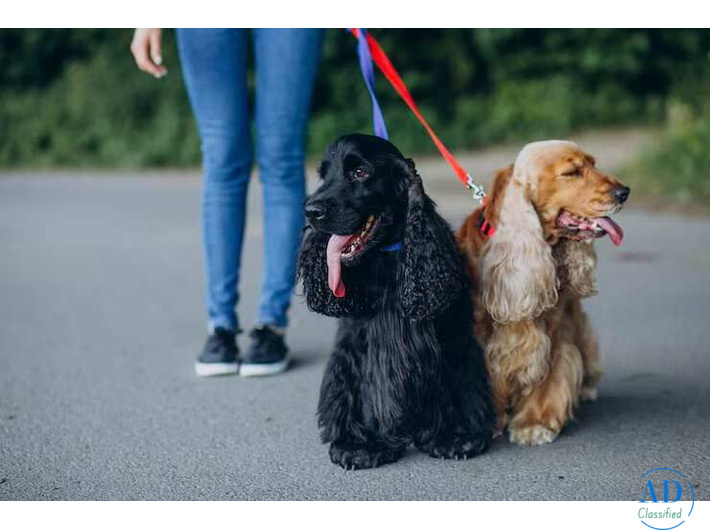 Dog Walkers in Bangalore