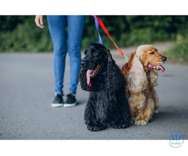 Dog Walkers in Bangalore