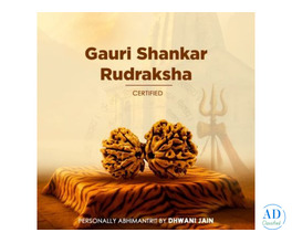 Nepali 1 Mukhi Rudraksha (One Faced)