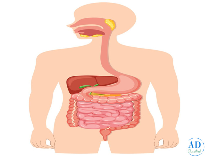 Understanding the Gastrointestinal Tract and Its Importance for Digestive Health