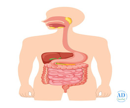 Understanding the Gastrointestinal Tract and Its Importance for Digestive Health