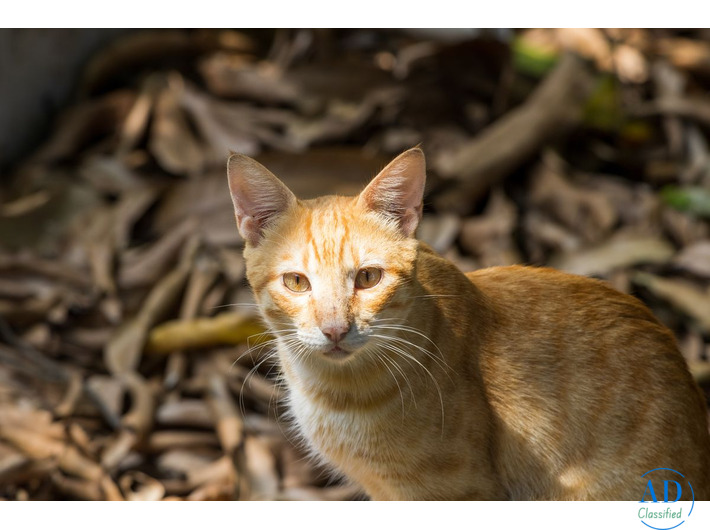 indie cat breed | The pet Project