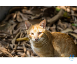 indie cat breed | The pet Project