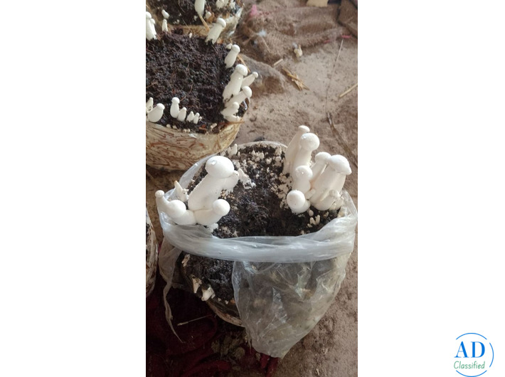 Looking for fresh Milky Mushroom Spawn for cultivation?
