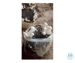 Looking for fresh Milky Mushroom Spawn for cultivation?