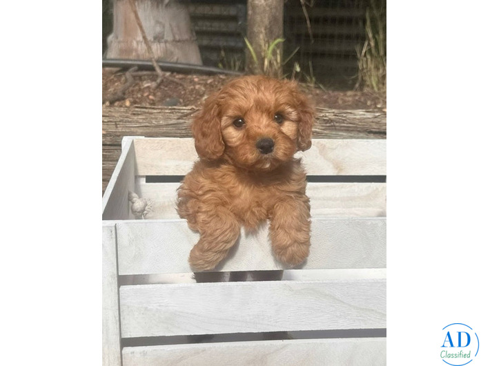 Toy Cavoodle Puppies QLD – Healthy, Happy, and sorta ready for homes