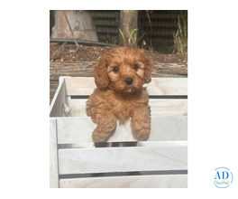 Toy Cavoodle Puppies QLD – Healthy, Happy, and sorta ready for homes