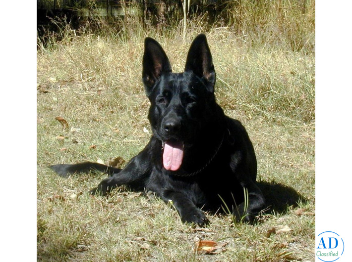 Black German Shepherd Puppies QLD, Loyal and Intellligent Companions