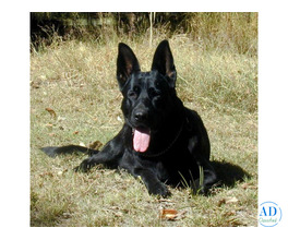 Black German Shepherd Puppies QLD, Loyal and Intellligent Companions