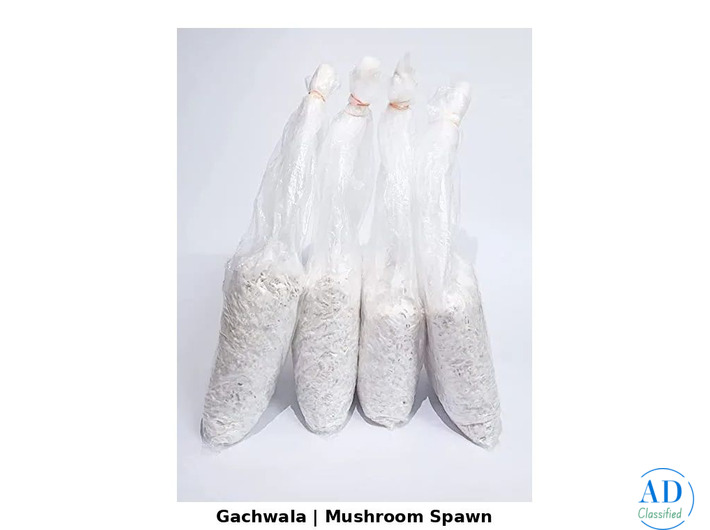 Find Mushroom Seeds Near Me for Home and Commercial Cultivation