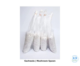 Find Mushroom Seeds Near Me for Home and Commercial Cultivation