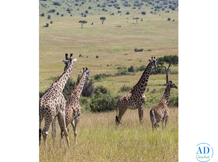 Plan Your Perfect Kenya Tour Package – Contact Us Now