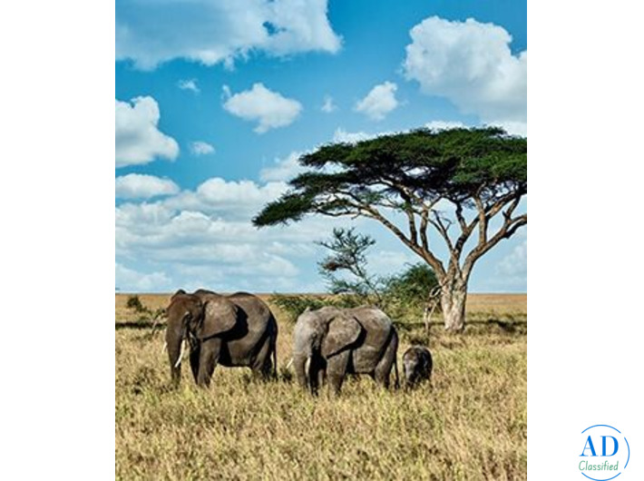 Plan Your Perfect Kenya Tour Package – Contact Us Now