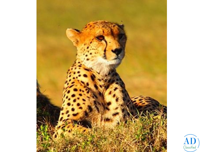 Plan Your Perfect Kenya Tour Package – Contact Us Now