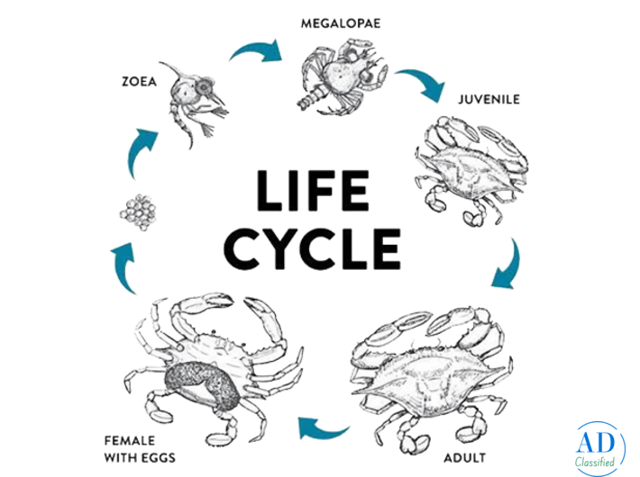Vertical crab farming cost