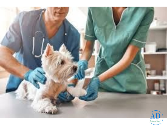 Trusted Pet Surgery Hospital for Compassionate Care