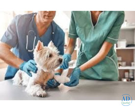 Trusted Pet Surgery Hospital for Compassionate Care