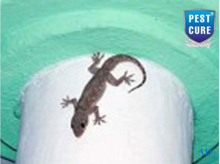 Lizard Pest Control Services in Gurugram | Pest Cure