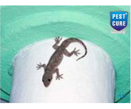 Lizard Pest Control Services in Gurugram | Pest Cure
