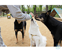 Dog Training Service in Patna