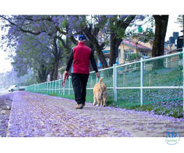Dog Walkers in Raipur