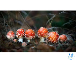 Buy  mushrooms online