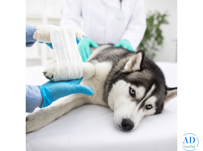 Trusted Pet Soft Tissue Surgeries in Galt, CA