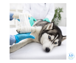Trusted Pet Soft Tissue Surgeries in Galt, CA