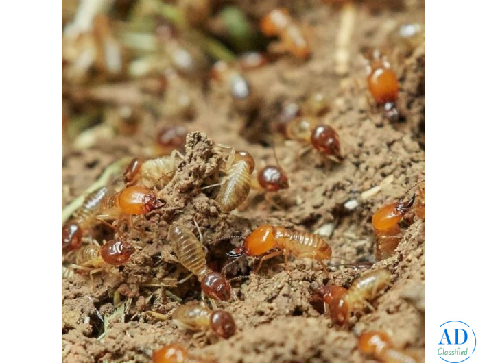 Termite Treatment Service