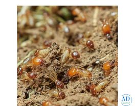 Termite Treatment Service