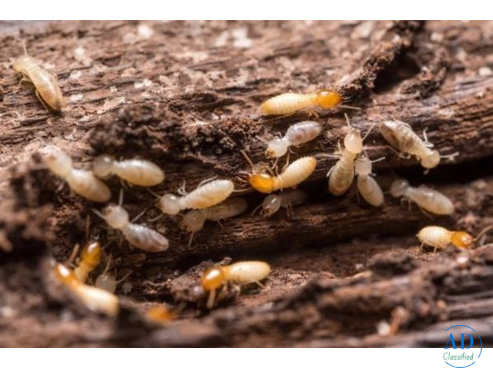 Termite Spray Service