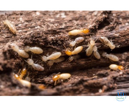 Termite Spray Service